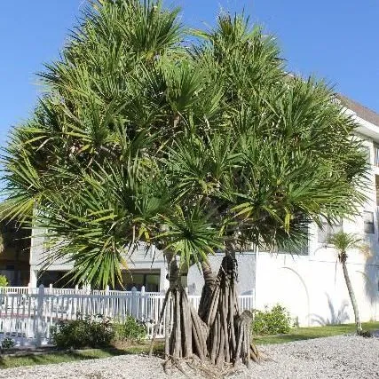thumbnail for publication: Pandanus utilis: Screw-Pine
